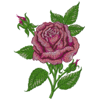 Royal Rose